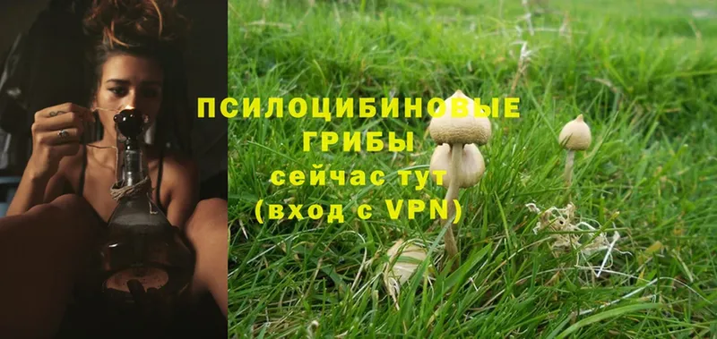 Галлюциногенные грибы MAGIC MUSHROOMS  Каргат 